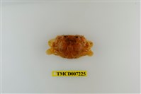 藏品(頑強黎明蟹)的圖片